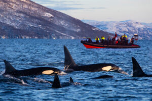 Orca Safari Skjervøy Norway